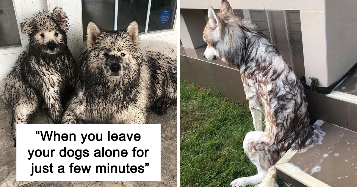 50 Hilarious Dog Pics That Prove You’ll Never Be Bored With A Dog In Your House
