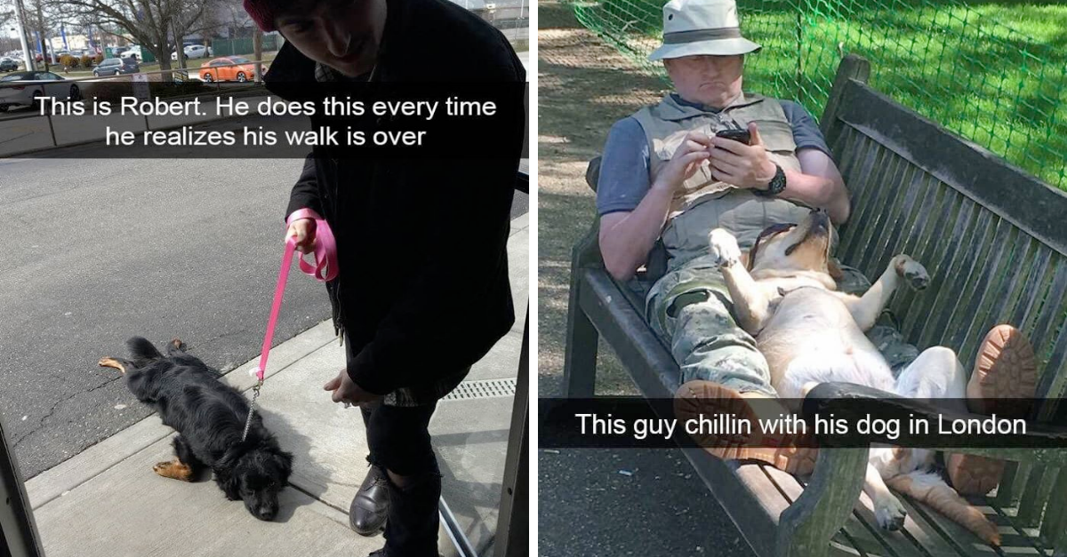 Dog Snaps That Accurately Shows The Hilarious Life Of Doggos (New Pics) - grandgoldman.com