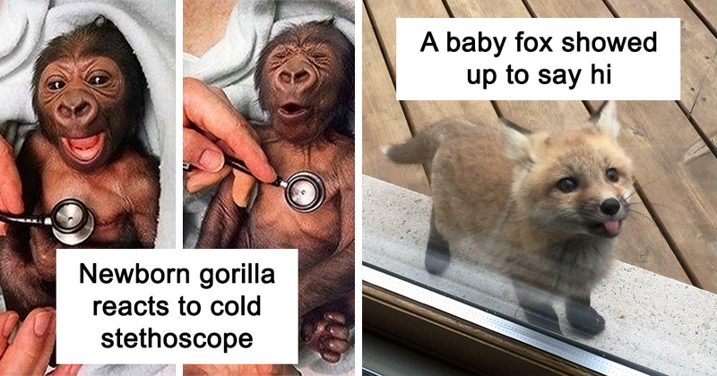50 Cutest Baby Animals Who Are Too Cute To Handle - grandgoldman.com