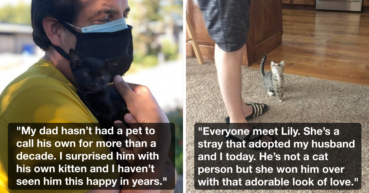 The Newly Adopted Cats Living The Life They Deserve - grandgoldman.com