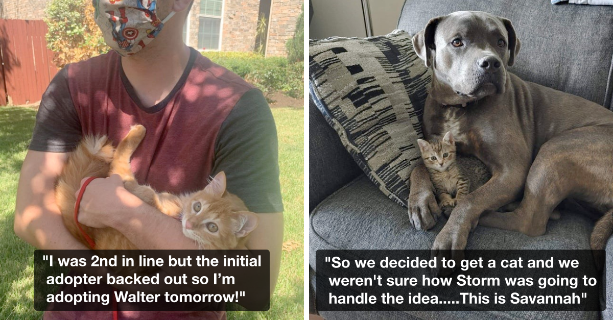 Wholesome Stories Of Cats Who Just Got Adopted Recently - grandgoldman.com