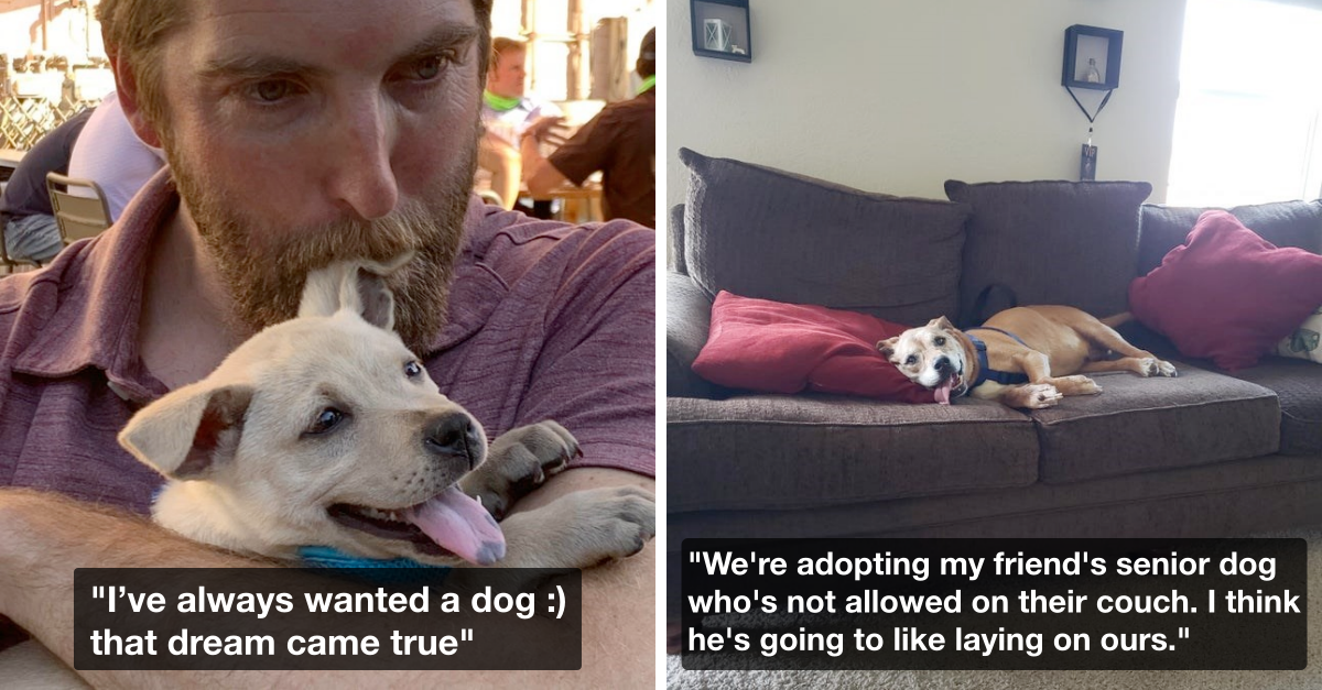 These Good Dogs Just Got Adopted & Found Their New Furrever Homes - grandgoldman.com