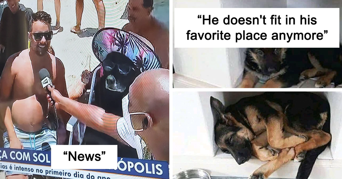 50 Hilarious Dog Photos Shared By Their Owners Who Are Inquiring “What’s Wrong With Their Dogs”