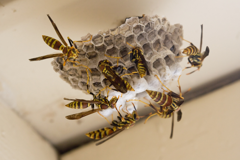 Wasp Nest in Condo: Who Pays for Removal? Costs Explained