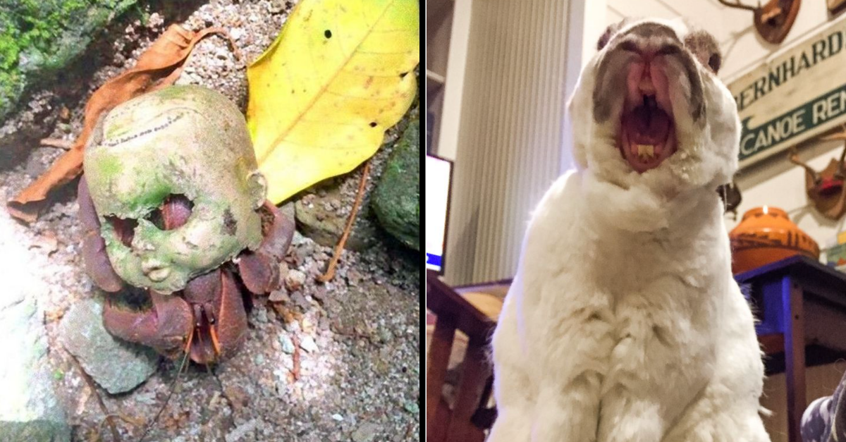 20 Chilling Pictures That Look Pretty Normal But Gets Creepier The More You Look At Them