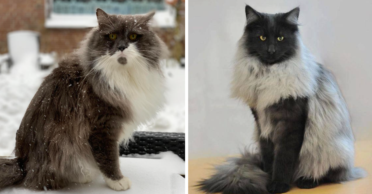 28 Photos Of Norwegian Forest Cats That Prove They Are Too Majestic - grandgoldman.com