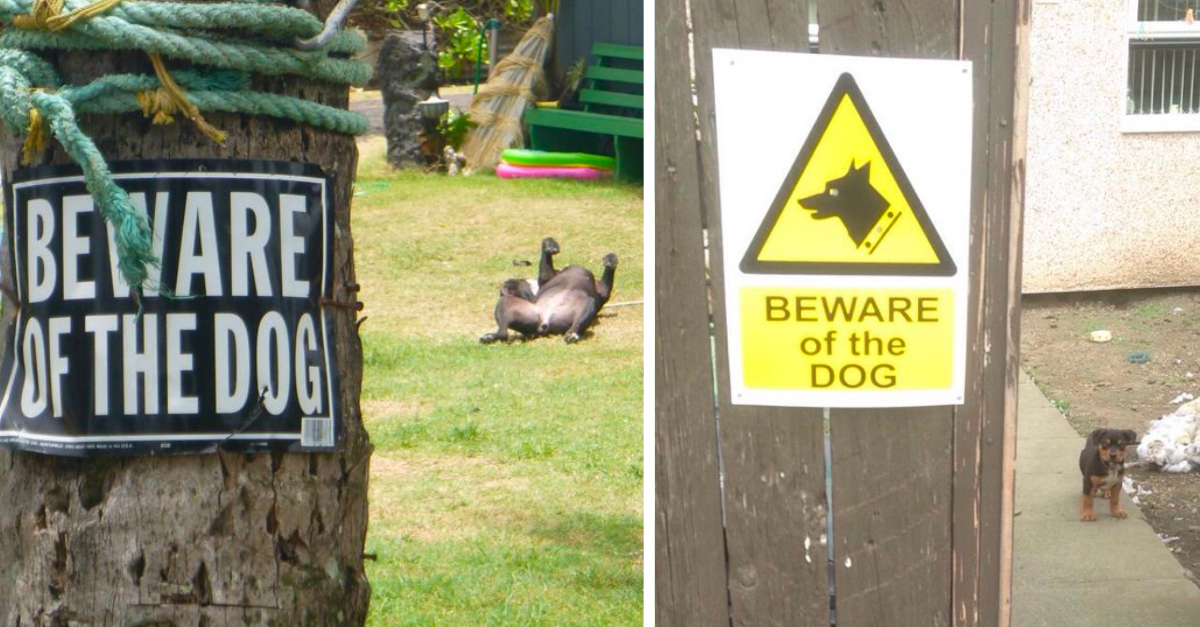 14 Times Dog Owners Thought They Have Raised A Brave Boy But Were Totally Wrong
