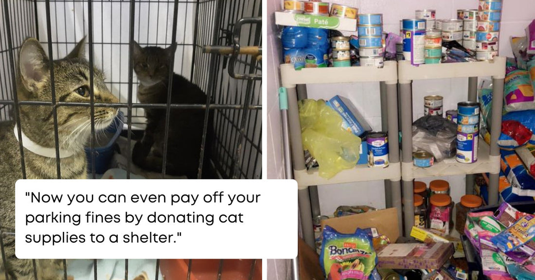Police Station Accepts Cat Supplies As The Parking Fee And Helps In Finding Home For Cats