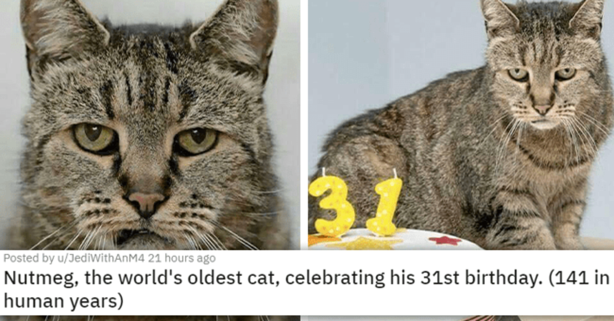 18 Heartwarming Photos Featuring Cute And Wholesome Animals