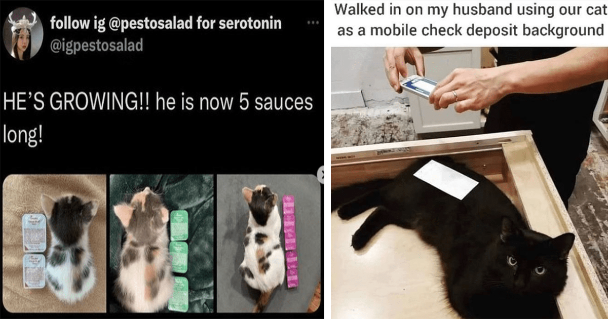Purrfectly Funny Cat Memes And Tweets To Make You And Your Cat Chuckle