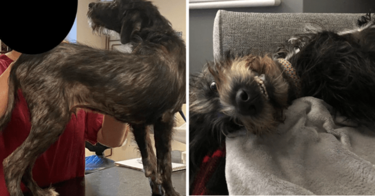 Before And After Adoption Glow-ups That Will Warm Your Heart Instantly - grandgoldman.com