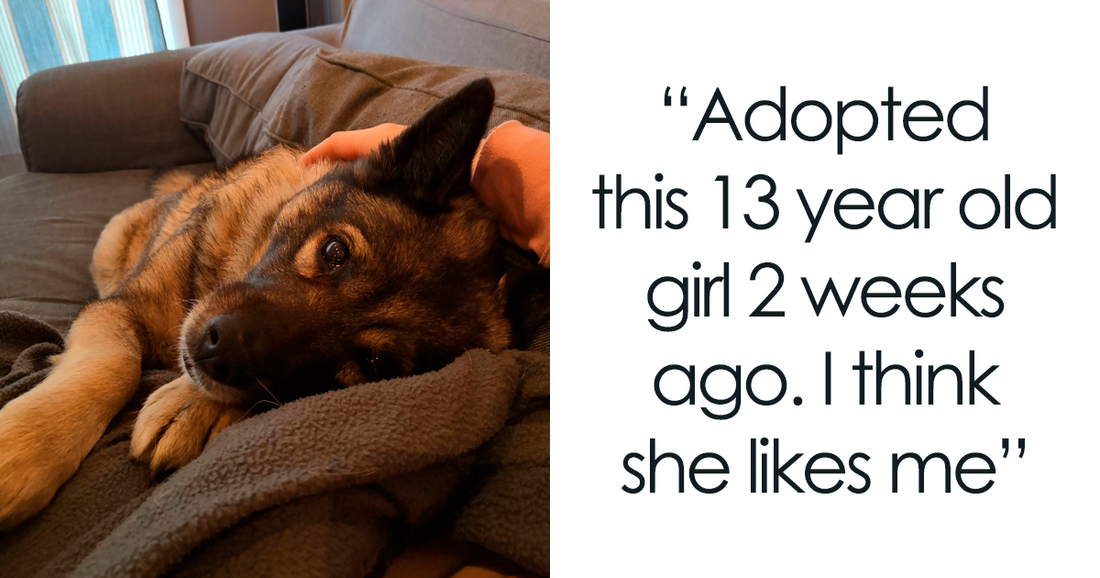 30 Wholesome Photos Of Senior Dogs Enjoying Their ‘Olden’ Years - grandgoldman.com