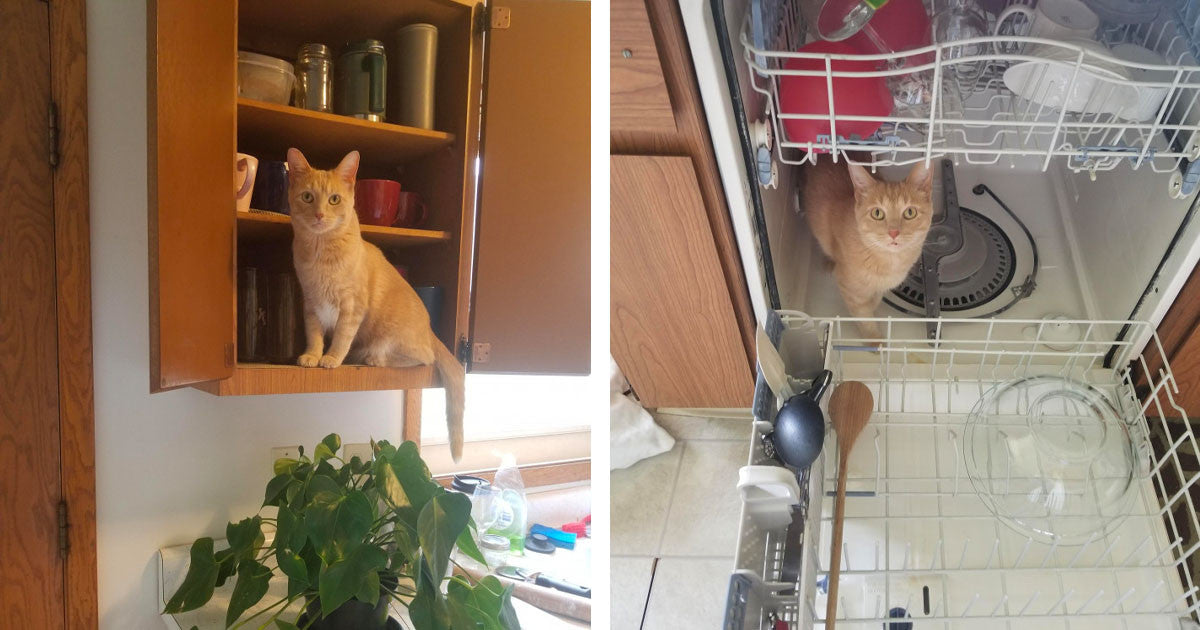 Cat Owner Documents Every Time Their Cat Oliver Is Somewhere He Should Not Be - grandgoldman.com