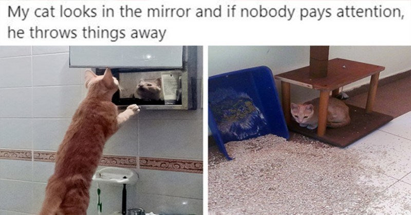 22 Cat Owners Reveal Their How Their Cats’ Weird Shenanigans Keep Them Entertained - grandgoldman.com