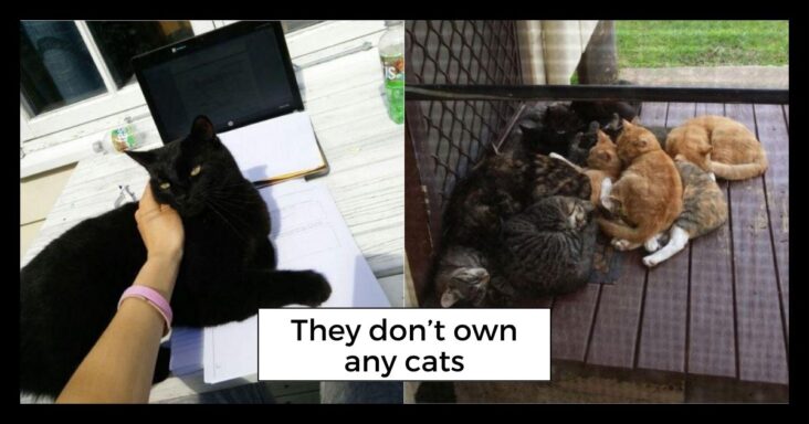 15 Times Cats Were Caught In Strangers House Living Their Best Lives