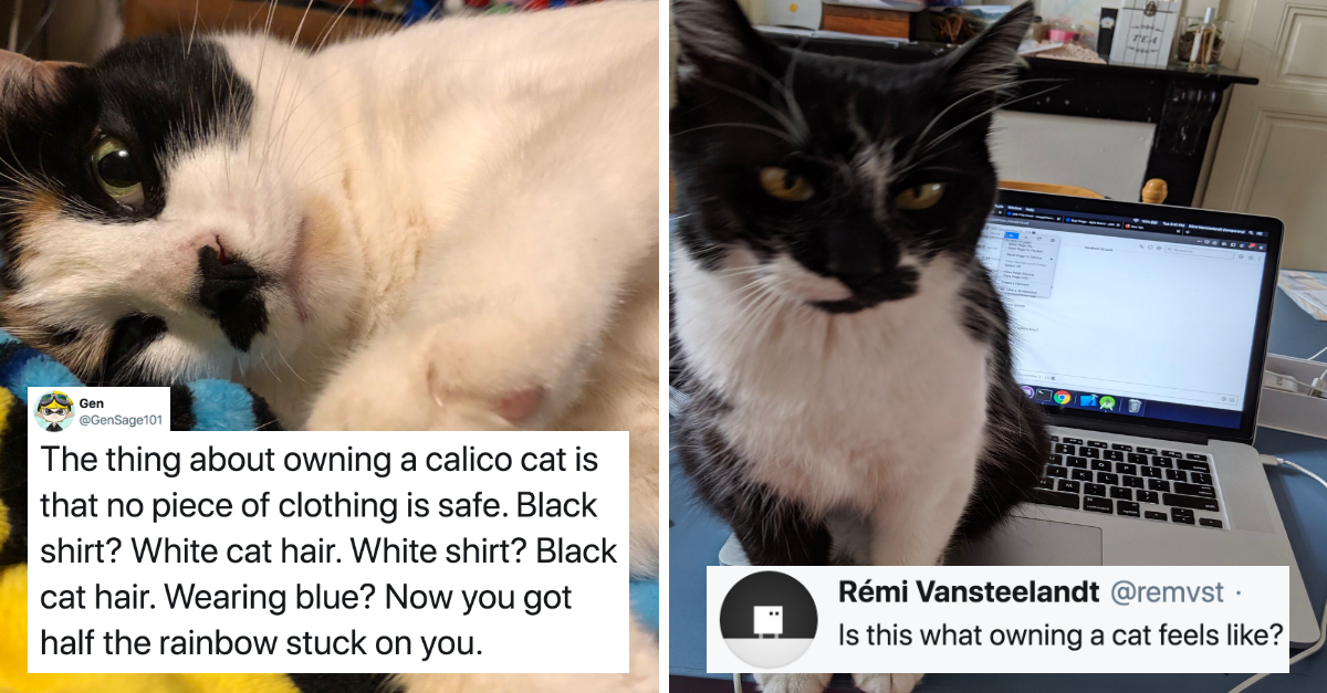 Hilarious Tweets That Accurately Depict The Life Of Cat Owners - grandgoldman.com