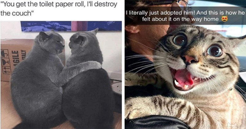 30 Cat Memes To Cheer You Up Instantly