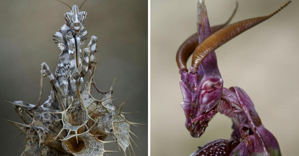 15 Pictures Of Praying Mantises Look Like Zoomed In That Look Like Stuff From Nightmares