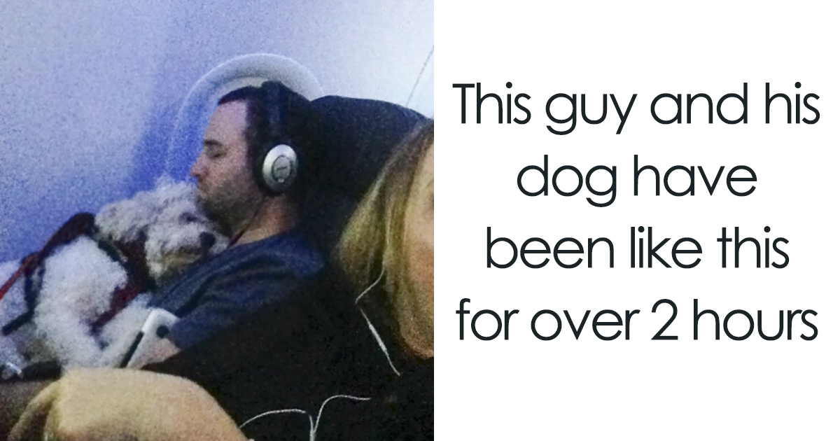 30 Passenger Dogs Who Would Make Anyone’s Boring Flying Experience Fun