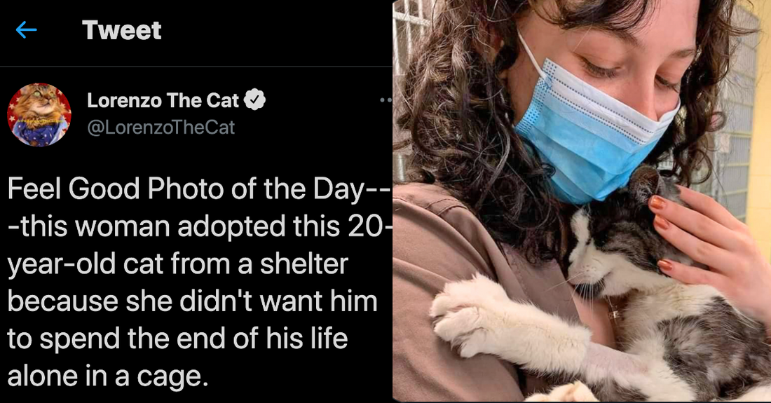 10+ People Who Adopted Senior Cats So They Can Enjoy Their Olden Years