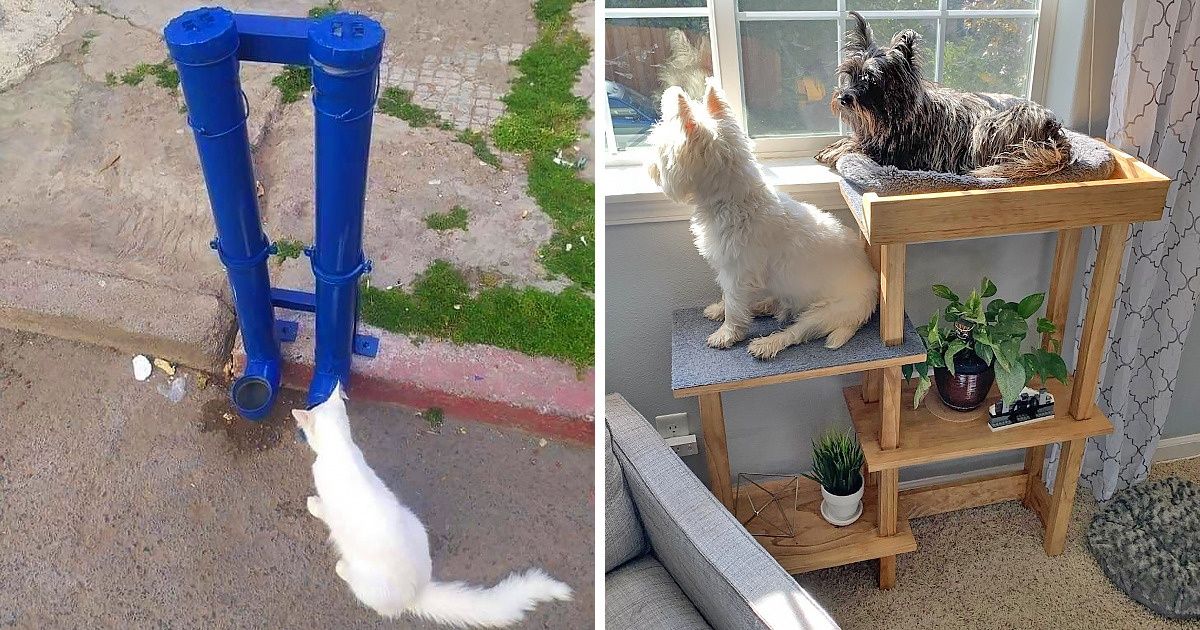 25 People Who Spoiled Their Pets By Giving Them Special Handmade Gifts