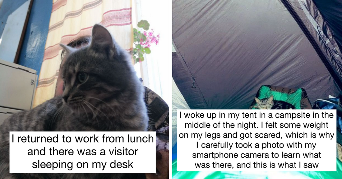 18 People Shared Their Random Encounter With Animals That Made Their Day