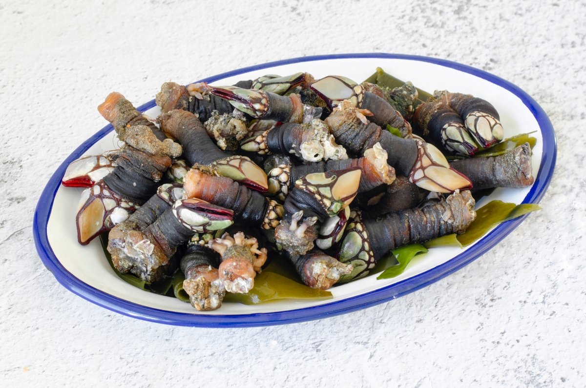 Gooseneck Barnacles Recipe: Authentic Galician Delicacy