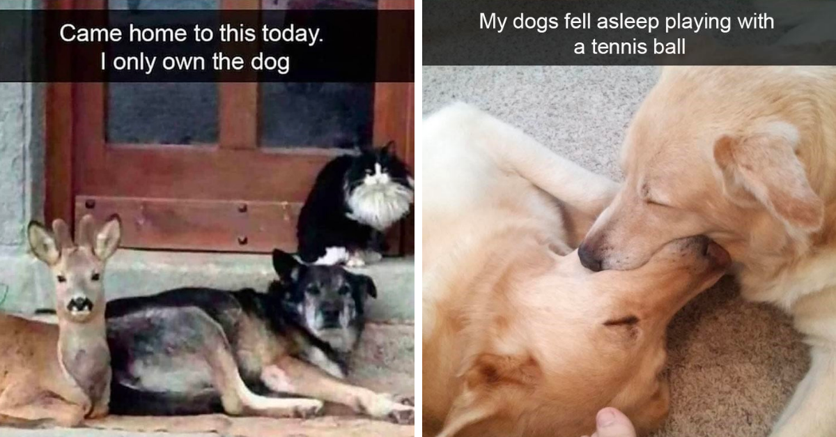 35 Times Dog Owners Captured The Most Hilarious Moments With Their Dogs - grandgoldman.com