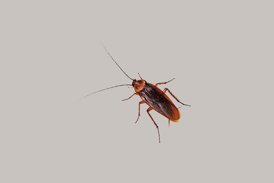 American Cockroach: The Most Feared Urban Pest Explained