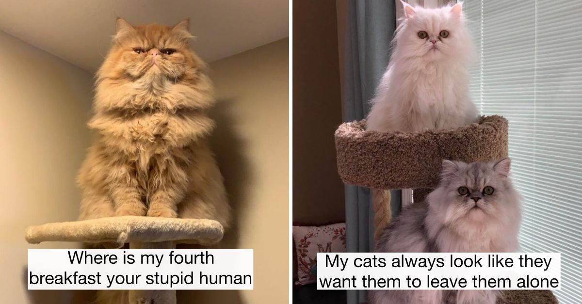 30 Hilarious Pictures That Prove Persian Cats Are The Best