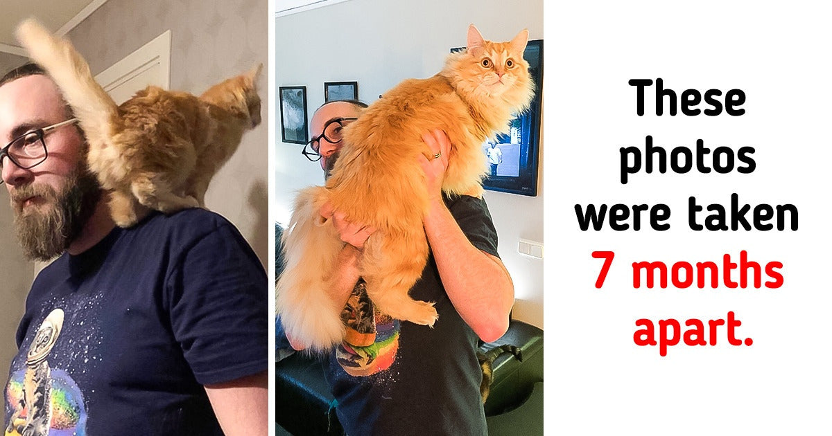 12 Pets Who Didn’t Know When To Stop Growing And The Transformation Is Amazing