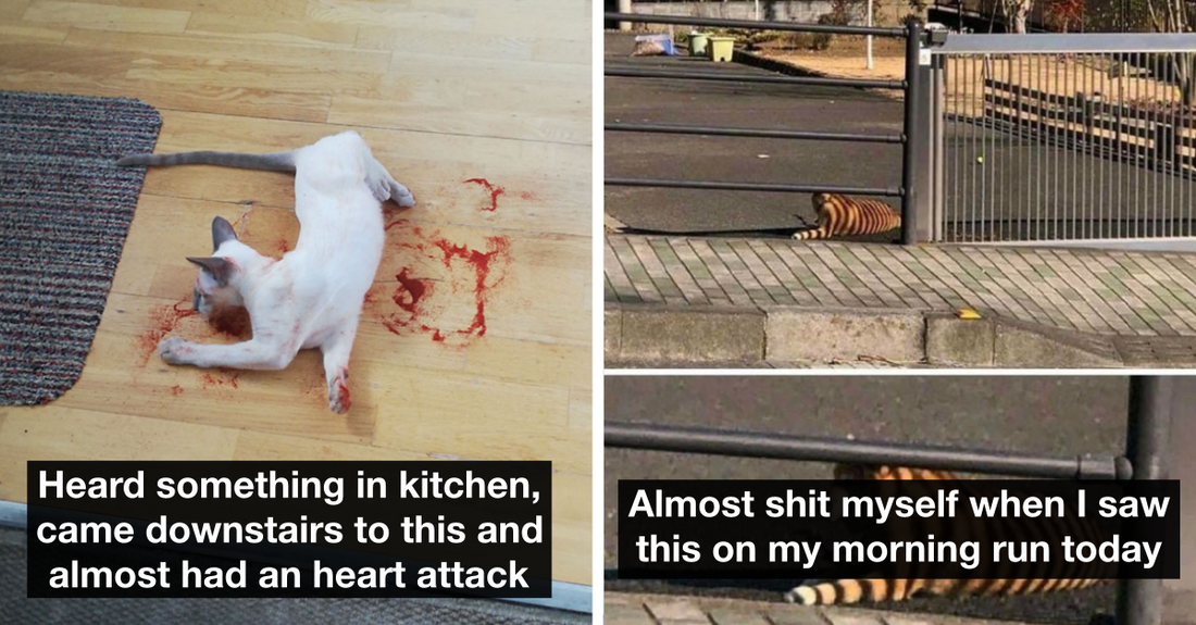 24 Pets Who Unintentionally Scared Their Humans And Almost Made Them Faint