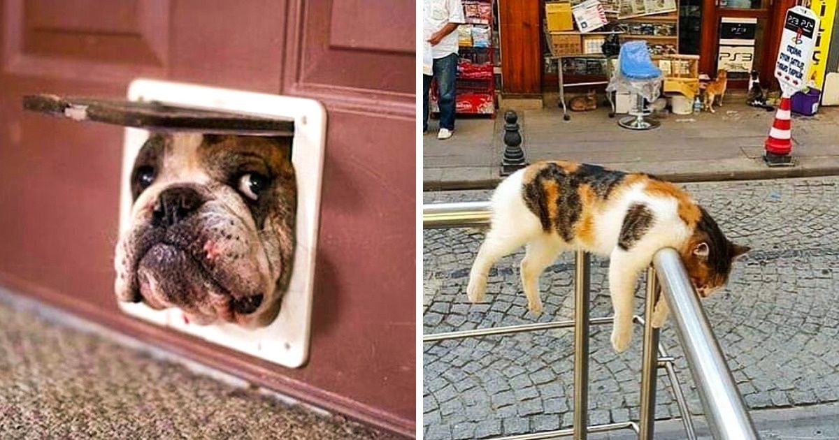 20 Times Pet Owners Shared The Photos Of Their Pets Acting Crazy