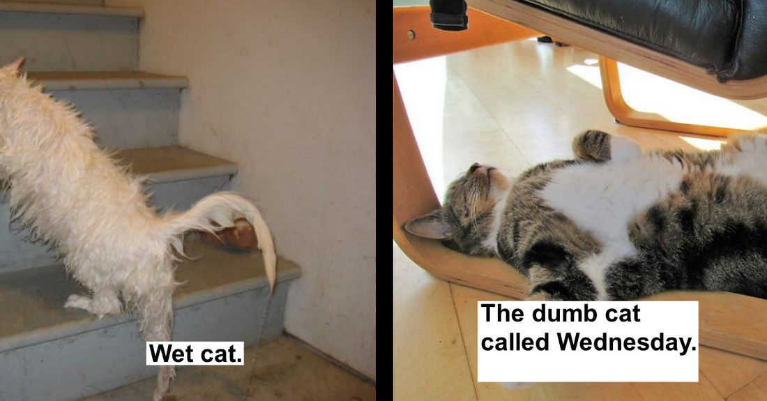 19 Times Pets Were More Dumber Than Ever
