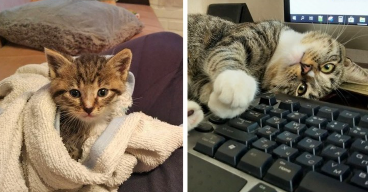 24 Before-After Photos Of Abandoned Pets That Prove How Love Can Change Everything - grandgoldman.com