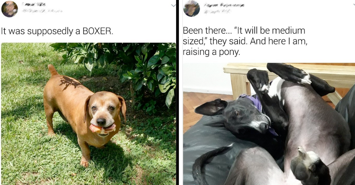 21 People Who Got “Cheated” When It Came To Their Pet’s Breed