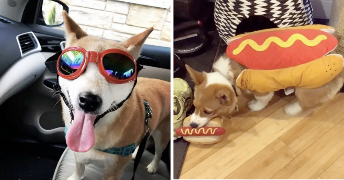 Pets That Prove That Pets Are The Epitome Of Cuteness