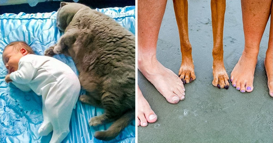 25 Pets Who Are Evolving Into Their Humans