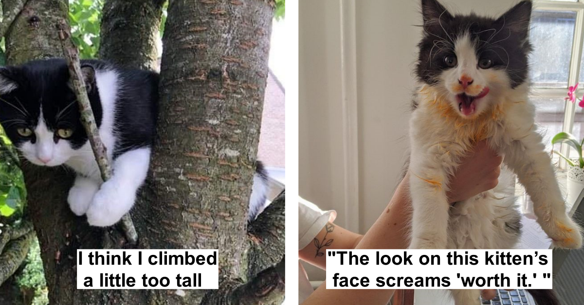 20 Times Pets Got Into Funny Situations That Made Their Owners Share Their Pictures On Social Media