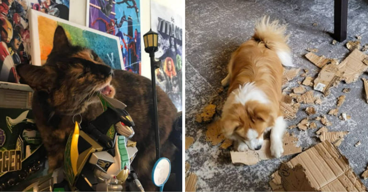 21 Naughty Pets That Love Making Messes