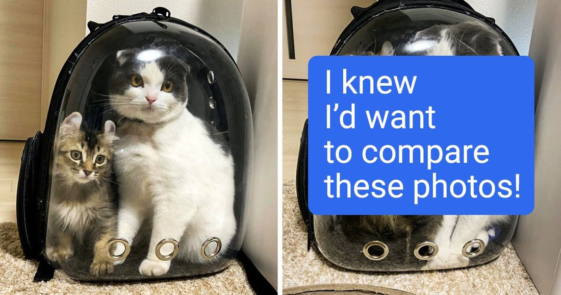 20 Before And After Pictures Of Pets That Look Even More Adorable As Adults