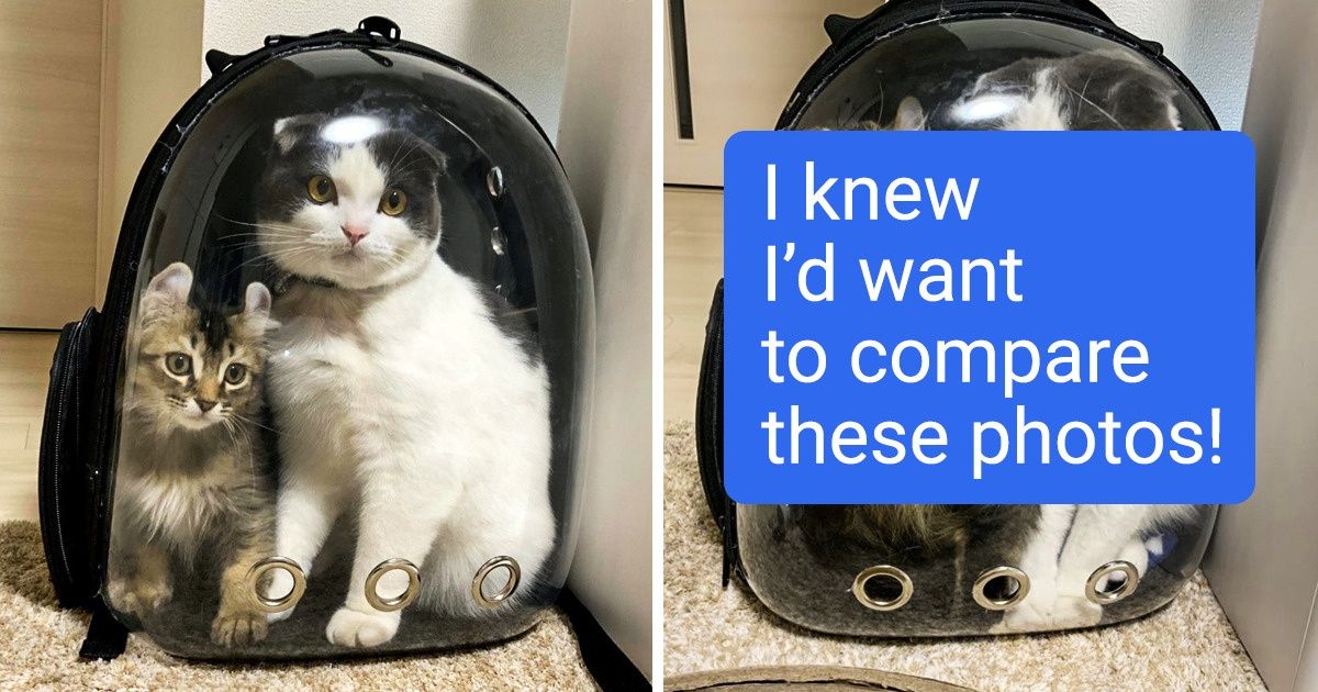 20 Before And After Pictures Of Pets That Look Even More Adorable As Adults