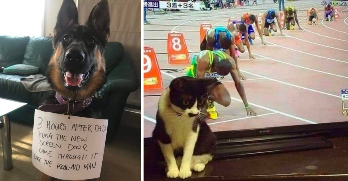 20 Cute Animals Who Are Easing Stress And Spreading Smiles