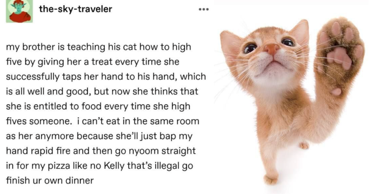 19 Hysterical Stories Of “Training Pets Gone Wrong” Shared By Pet Owners