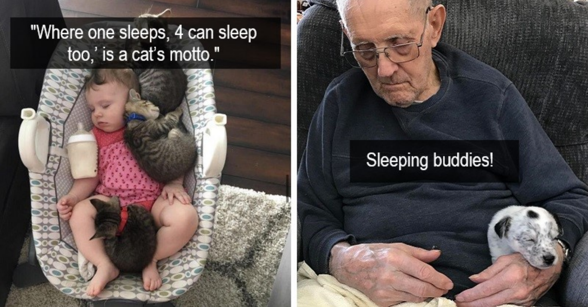 20 Adorable Pics Of Pets Using Their Owners As Pillows - grandgoldman.com