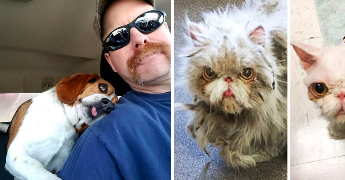 18 Photos Showing the Magic of Animals Finding Their Forever Homes