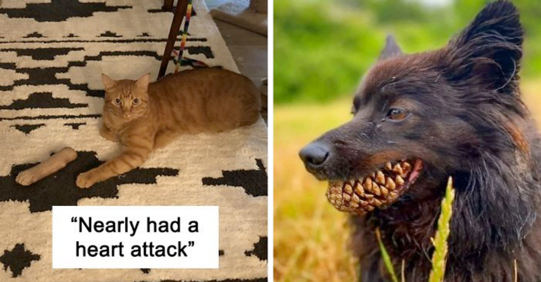 24 Pets Who Unintentionally Gave Their Owners A Heart Attack