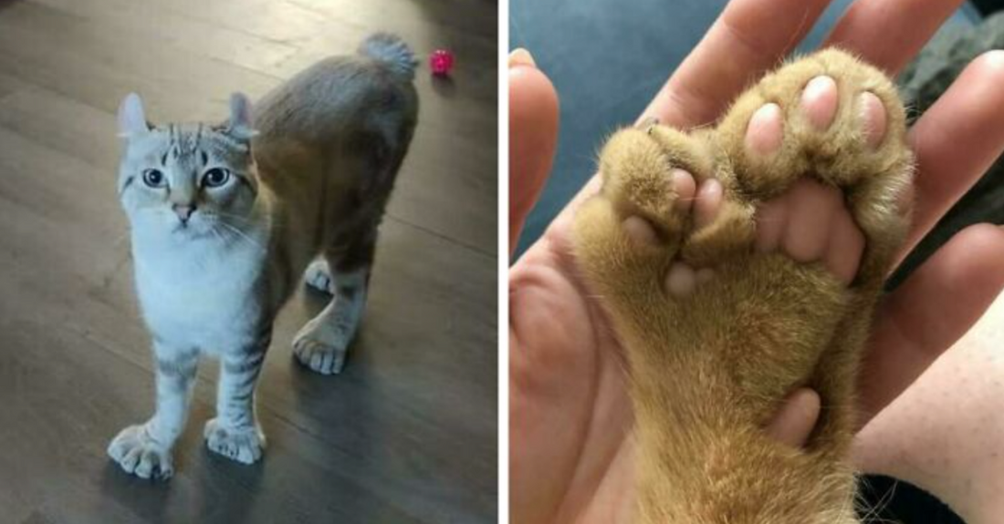 40 Pictures Of Pets And The Genetic Surprises They Possess
