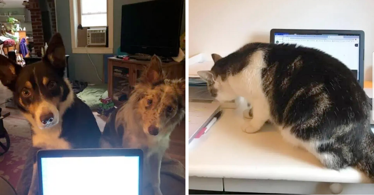 27 Hilarious Photos That Prove Work From Home Is Too Much Fun With Pets