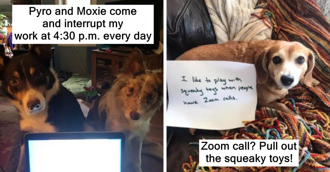 27 Hilarious Pets That Made Working From Home Fun